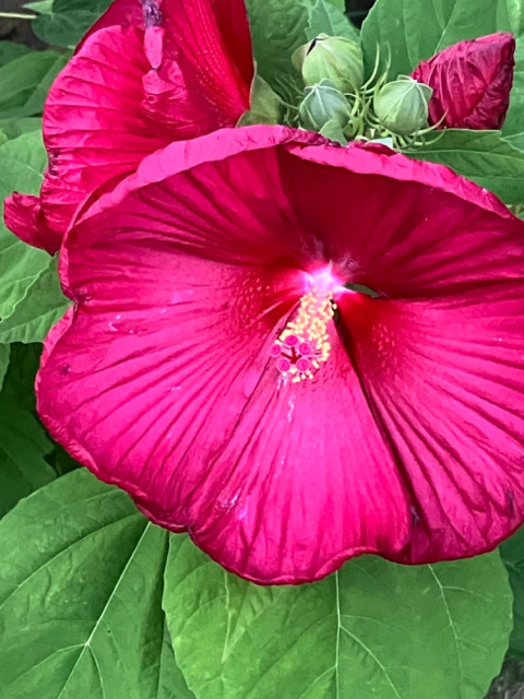 IMG_7952.jpeg