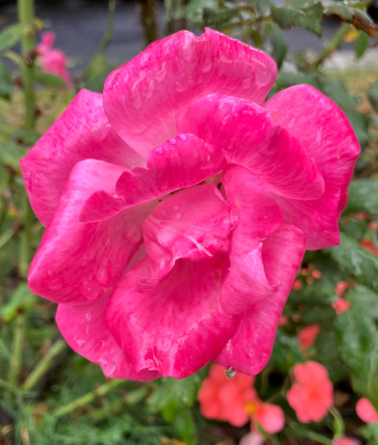 IMG_8400.jpeg