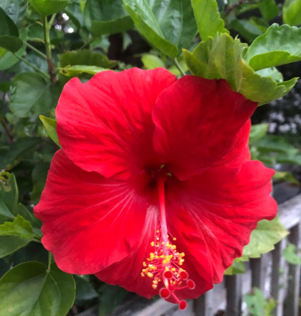 IMG_2095.jpeg